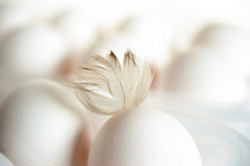 Fresh Eggs